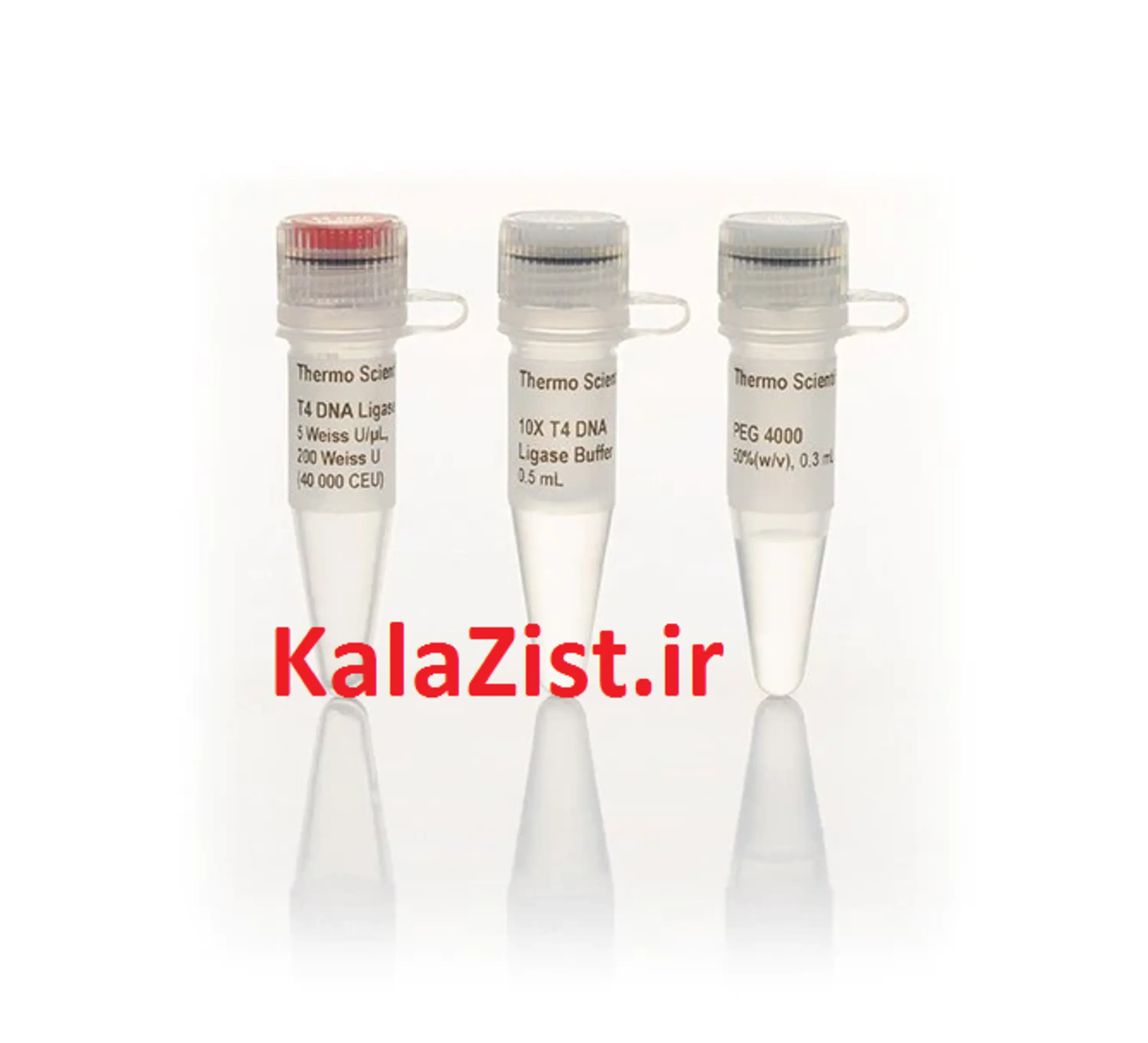 T4 DNA Ligase 200 reactions kalazist کالا زیست t4 لیگاز